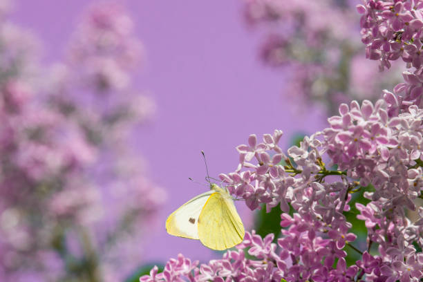 bright yellow butterfly on lilac flowers. common brimstone.