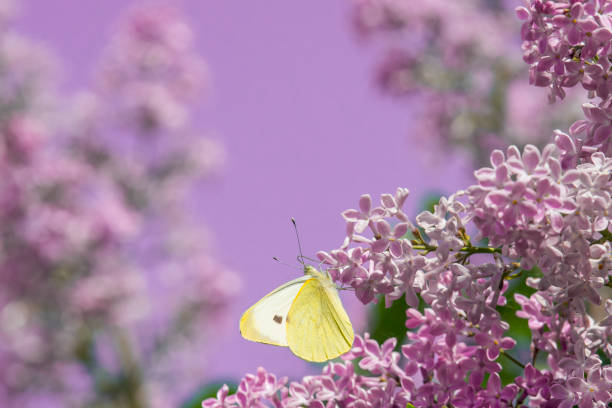 bright yellow butterfly on lilac flowers. common brimstone. bright yellow butterfly on lilac flowers. common brimstone. buddleia blue stock pictures, royalty-free photos & images