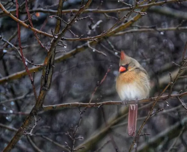 Female cardinal perched on wet bare branches in tree on rainy day, beautiful colours