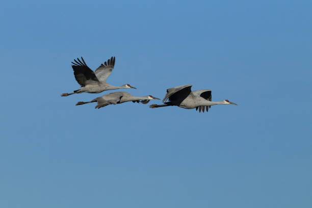 istock Sandhill Crane Bosque del Apache Wildlife Reserve New Mexico USA 962320948