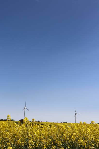 istock Fluffy white clouds in blue sky with wind turbine and field of rape 962322626