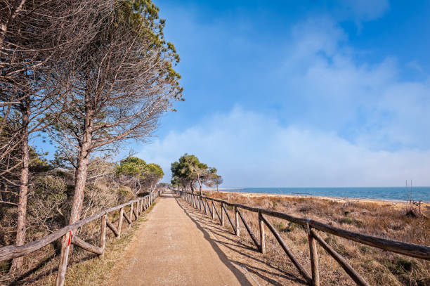 istock Marine landscape with tree and trail. 962323514
