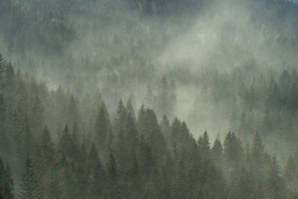 istock Mega clouds of coniferous pollen in the Cadore and Comelico,4 962329896