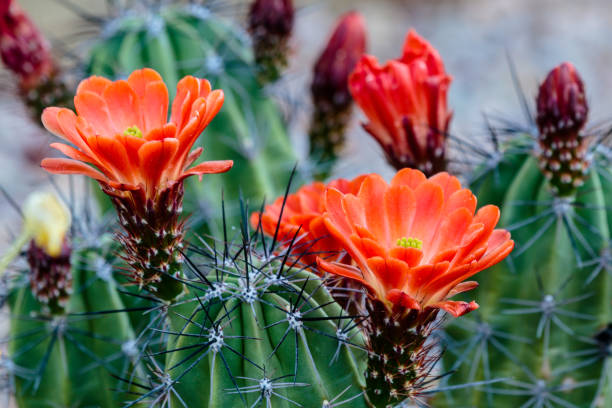 leuchtend rote claret cup kaktusblüten. - claret cup stock-fotos und bilder