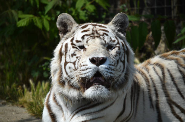 istock Tiger of bengal 962331694