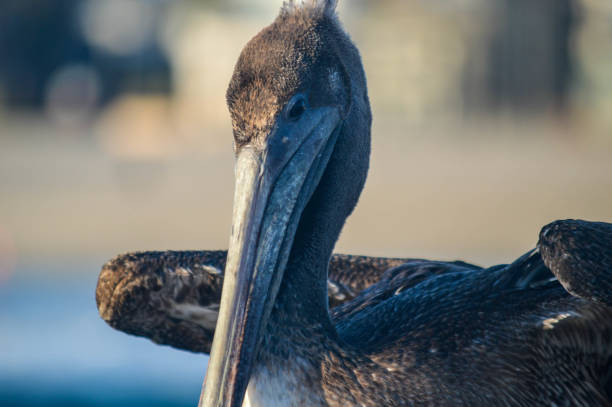 cais de veneza de reivindicação de aves selvagens - port of venice - fotografias e filmes do acervo