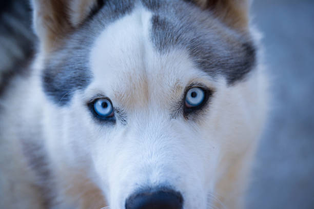 istock Close-up of Husky 962338424