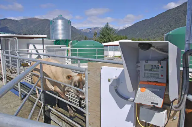 Jersey cow entering computer weighbridge to monitor individual cows as they leave the milking shed, Westland, New Zealand