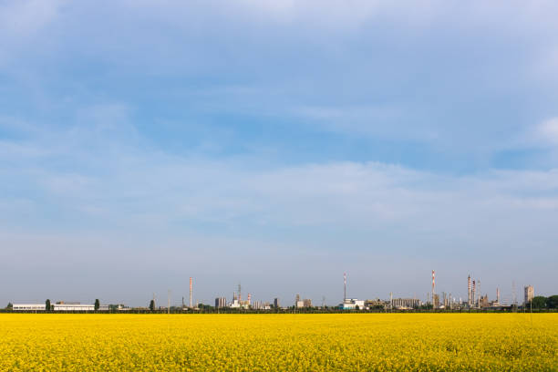 petrolchimico 디 페라라 비 스토 다 유엔 캄포 디 colza - industry landscaped oil industry powder blue 뉴스 사진 이미지