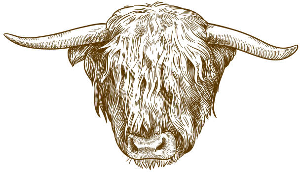 grawerowanie ilustracji głowy bydła góralskiego - beef cow cattle bull stock illustrations