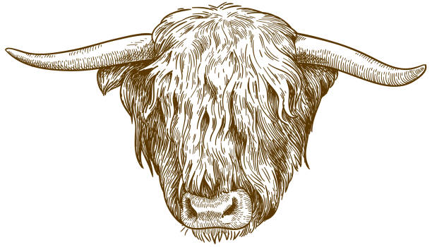 engraving  illustration of highland cattle head Vector antique engraving drawing illustration of highland cattle head isolated on white background african buffalo stock illustrations