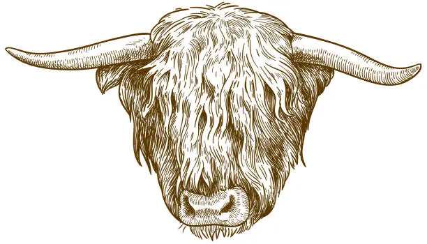 Vector illustration of engraving  illustration of highland cattle head