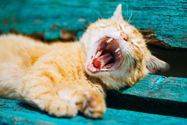 istock Red Kitten Cat Sleeps On A Bench In Park 962344050