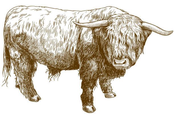 engraving  illustration of highland cattle Vector antique engraving illustration of highland cattle isolated on white background highland cattle stock illustrations