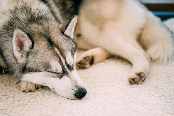istock Young Gray And White Husky Dog Sleeping In His Bed 962344100