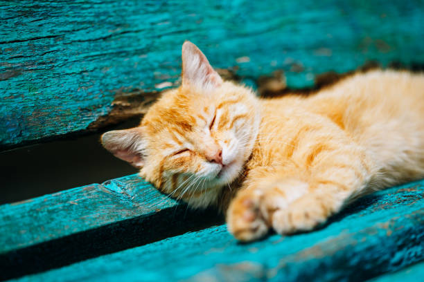 istock Red Kitten Cat Sleeps On A Bench In Park 962344220