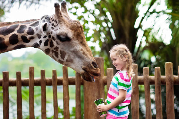 kinderen voeden giraf in dierentuin. kinderen op safari park. - zoo stockfoto's en -beelden