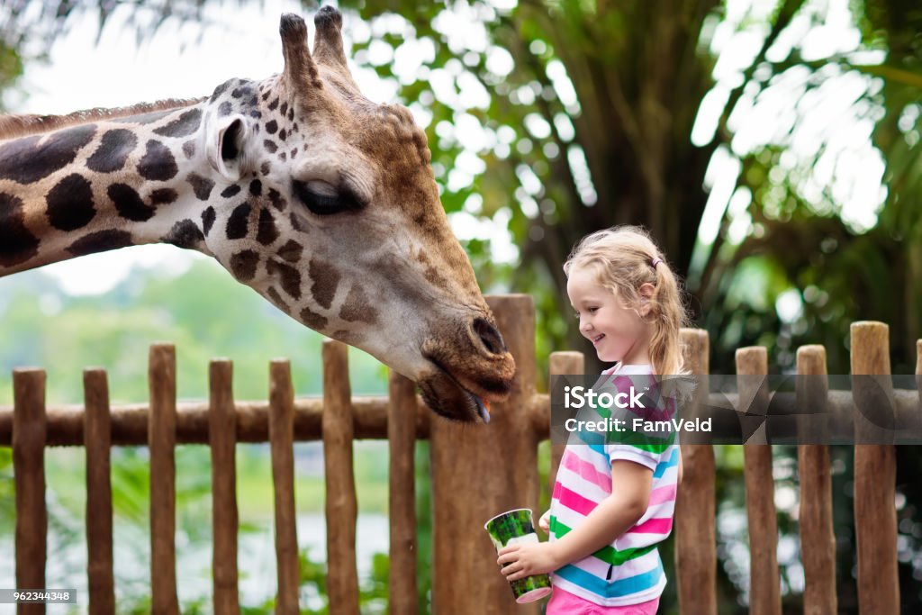 Kids feed giraffe at zoo. Children at safari park. Family feeding giraffe in zoo. Children feed giraffes in tropical safari park during summer vacation in Singapore. Kids watch animals. Little girl giving fruit to wild animal. Zoo Stock Photo