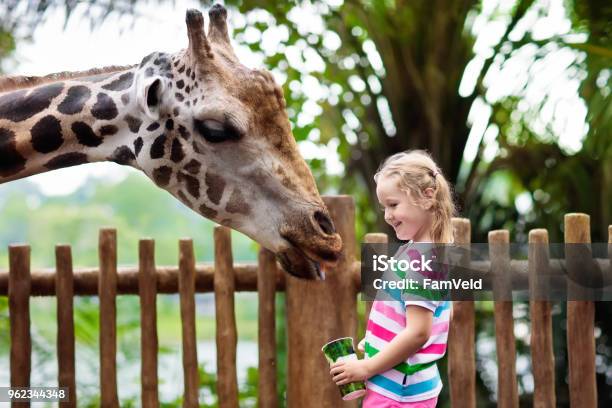 Kids Feed Giraffe At Zoo Children At Safari Park Stock Photo - Download Image Now - Zoo, Safari, Giraffe