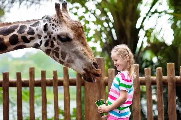 Photo of Kids feed giraffe at zoo. Children at safari park.