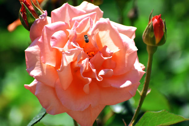 zbliżenie pszczoły lecącej obok kwiatu róży - awe fly flower pollen zdjęcia i obrazy z banku zdjęć