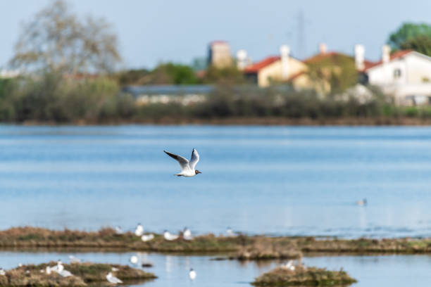 Lio Piccolo,Venetian Lagoon,birds