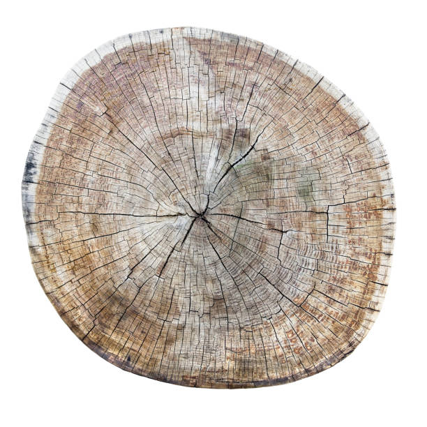 old weathered cracked tree trunk cross section. - bark tree cross section wood imagens e fotografias de stock