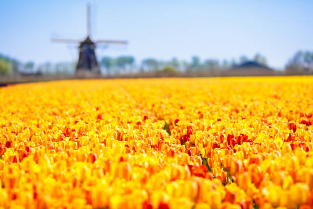 Tulip fields and windmill in Holland, Netherlands. Blooming flower fields with red and yellow tulips in Dutch countryside. Traditional landscape with colorful flowers and windmills.