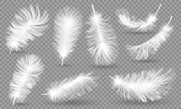 istock Realistic Fluffy feathers. Falling twirled plumage of white bird on transparent background for banners, flyers, web, poster, card. down pillow for sleeping. use for down pillow for sleeping 962351122