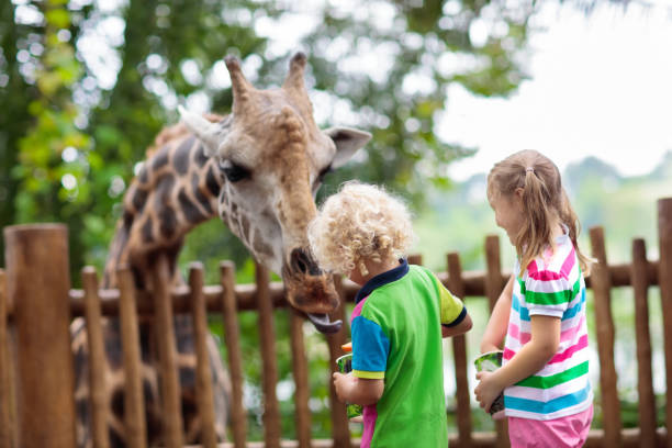 i bambini nutrono la giraffa allo zoo. bambini al safari park. - petting zoo foto e immagini stock