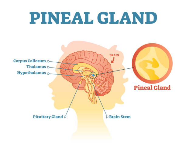 Pineal gland anatomical cross section vector illustration diagram with human brains. Pineal gland anatomical cross section vector illustration diagram with human brains. Medical information poster. thalamus illustrations stock illustrations