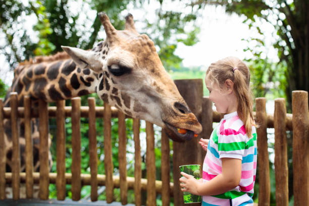 i bambini nutrono la giraffa allo zoo. bambini al safari park. - petting zoo foto e immagini stock