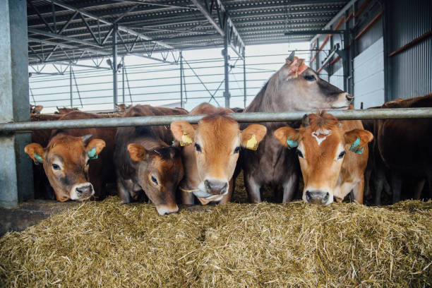 istock Jersey dairy cows in free livestock stall 962361200