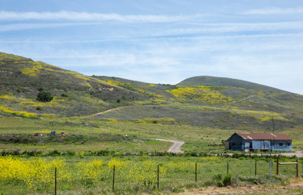 istock California Wildflowers 962361568