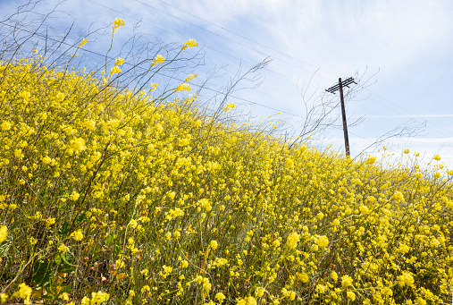 A field of yellow wildflowers in Santa Barbara county, California