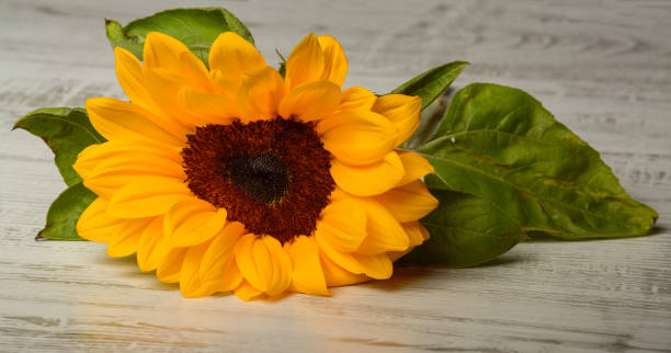 istock beautiful yellow sunflower 962366588
