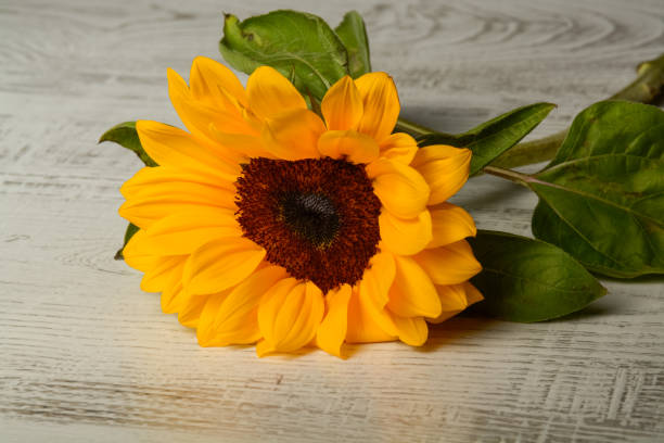 istock beautiful yellow sunflower 962366632