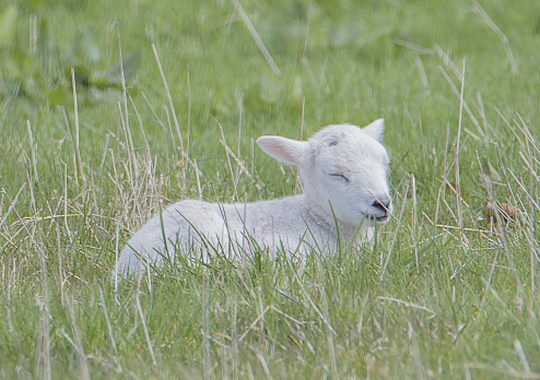 Animal farm. One day old baby lamb on sheep farm. Newborn baby sheep and mother. Cute little lamb.