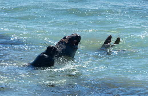 Elephant Seals at Vista Point in Piedras Blancas, California