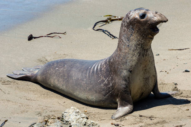 istock Elephant Seal Vista Point - Piedras Blancas, California 962375492