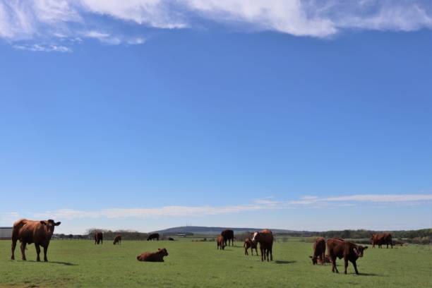 istock Beef cattle grazing in field 962377578