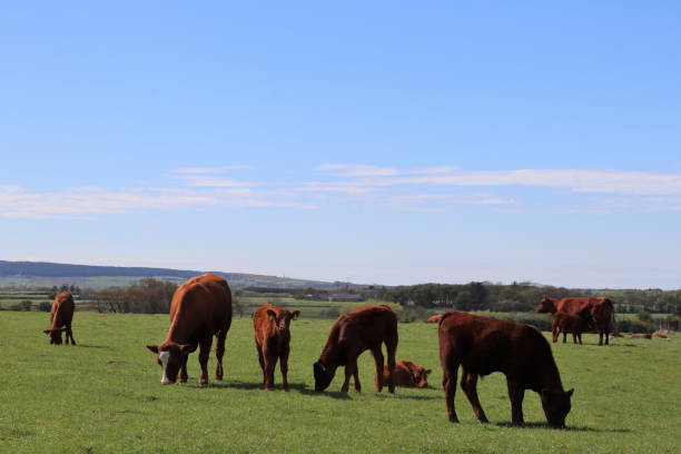 istock Beef cattle grazing in field 962377592