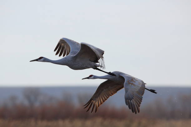 istock Sandhill Crane Bosque del Apache Wildlife Reserve New Mexico USA 962377920