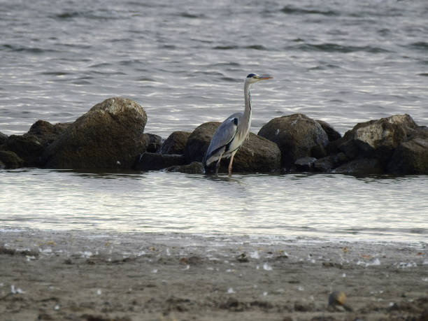 istock A heron walking alone in the water 962377980
