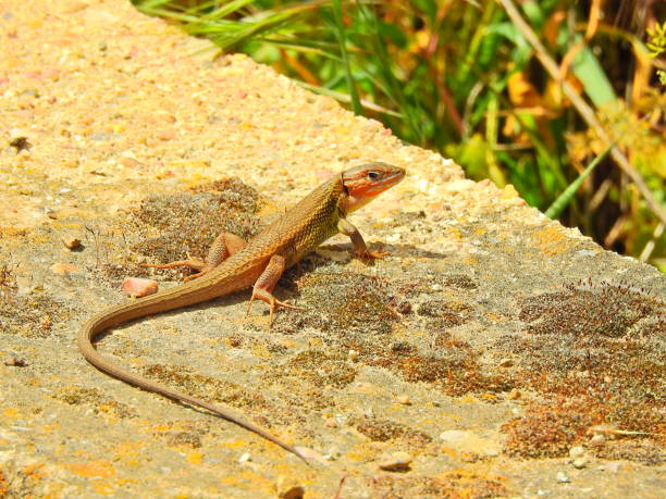 Long tailed lizard sunbathing A long tailed lizard takes advantage of the last rays of sun at the top of a rock long tailed lizard stock pictures, royalty-free photos & images