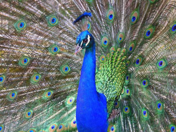 istock Colorful male peacock 962378416