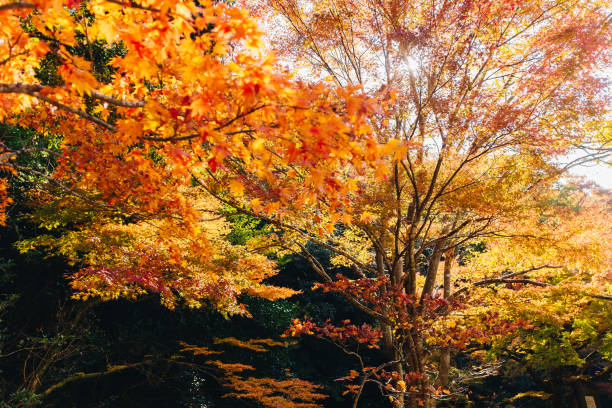istock Autumn season mid November in Japan 962379008