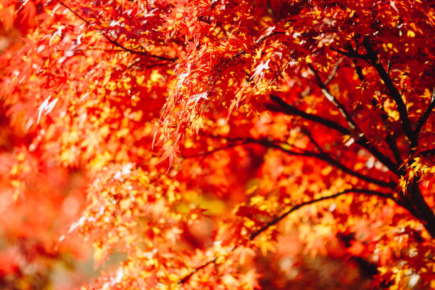 istock Autumn season mid November in Japan 962379418