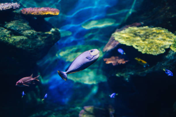 istock Colorful coralfish in a fish tank 962379514