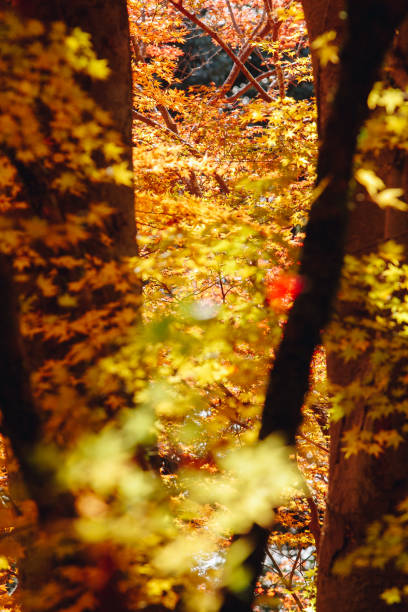 istock Autumn season mid November in Japan 962379588